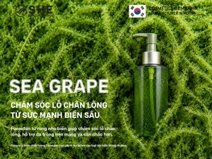 Đón đầu xu hướng gia công mỹ phẩm với tinh chất sea grape (rong nho biển) thế hệ mới